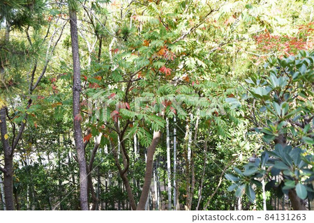 Autumn leaves of Hazenoki Autumn leaves of Hazenoki 84131263