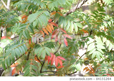 Autumn leaves of Hazenoki Autumn leaves of Hazenoki 84131264