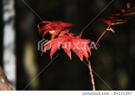 Autumn leaves of Hazenoki 84131267