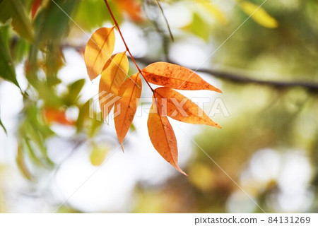 Autumn leaves of Hazenoki 84131269
