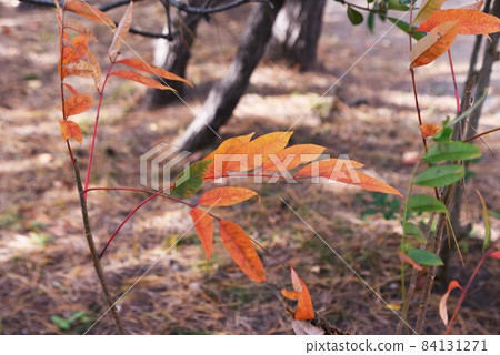 Autumn leaves of Hazenoki 84131271