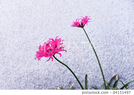 Nerine flowers 84131497