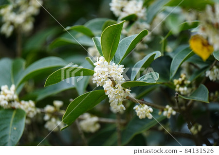 白桂花,帶有淡淡的香草味 白桂花,帶有淡淡的香草味 84131526