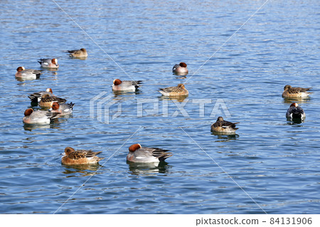 Wigeon 冬季候鳥 84131906