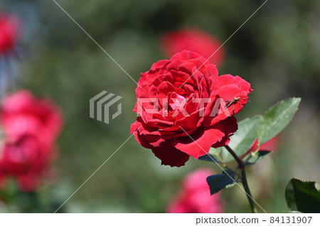 玫瑰花 84131907