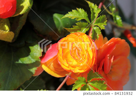 花和雨滴雙綻放beconia 花和雨滴雙綻放beconia 84131932