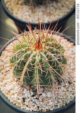 close up full range of melocactus in planting pot 84132718