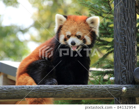 Sisen Red Panda [千葉縣千葉動物園] 84132954