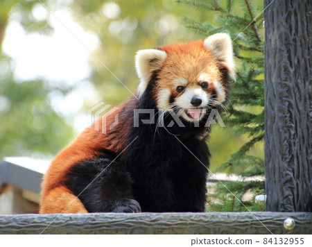 小熊貓【千葉縣千葉動物園】 小熊貓【千葉縣千葉動物園】 84132955