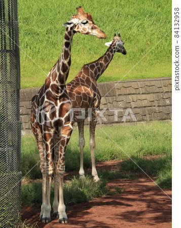Giraffe [Chiba Zoological Park, Chiba Prefecture] 84132958
