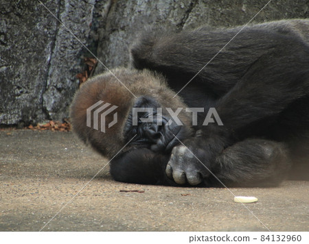Western Gorilla [At Chiba Zoological Park, Chiba Prefecture] 84132960