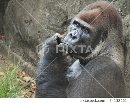 西部大猩猩【千葉縣千葉動物園】 84132961