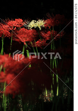 簇狀孤挺花[千葉縣松戶市宗光院] 84132978