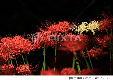 Cluster amaryllis [at Sokouin, Matsudo City, Chiba Prefecture] 84132979