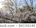Cherry blossoms in full bloom reflected in the sun 84134146