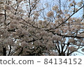 Cherry blossoms in full bloom in the blue sky 84134152