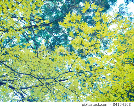 秋葉(黃色) 秋葉(黃色) 84134168