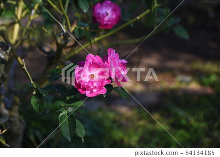 Roses of rose garden Roses of rose garden 84134185