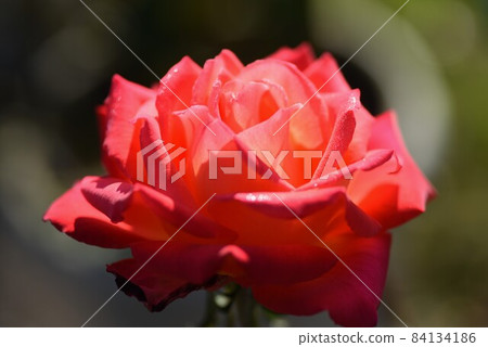 Roses of rose garden Roses of rose garden 84134186