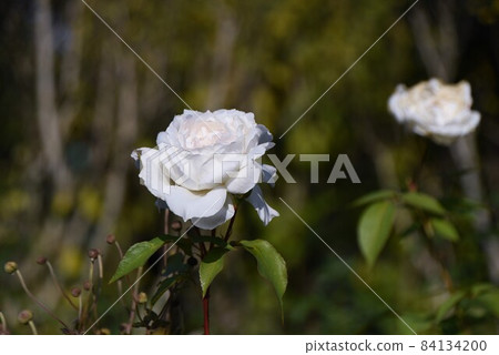 Roses of rose garden 84134200