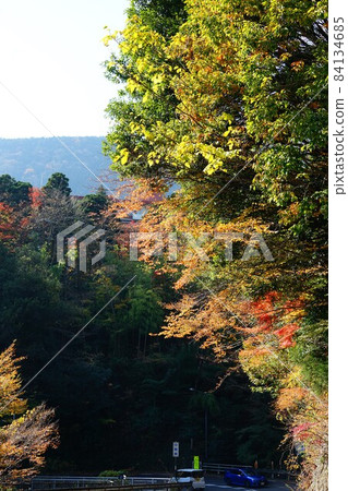 神奈川縣足柄下郡箱根町強羅站與小湧谷站之間的國道1號線的秋葉景色 神奈川縣足柄下郡箱根町強羅站與小湧谷站之間的國道1號線的秋葉景色 84134685