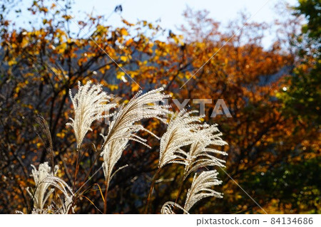 Scenery of Japanese pampas grass from prefectural road 723 in Hakone-machi, Ashigarashimo-gun, Kanagawa 84134686