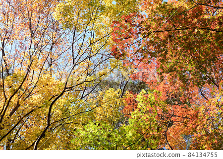 多彩的秋葉 84134755
