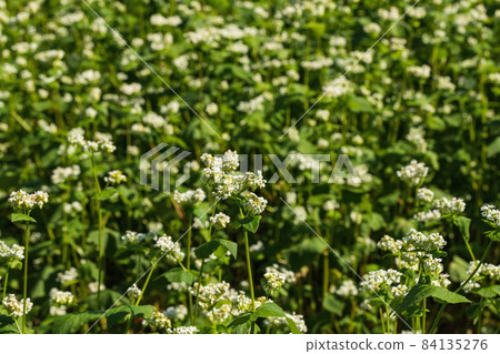 Buckwheat field in Shimagamine White buckwheat flower (Manno Town, Kagawa Prefecture) 84135276