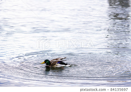 A mallard flapping on the surface of the water A mallard flapping on the surface of the water 84135697