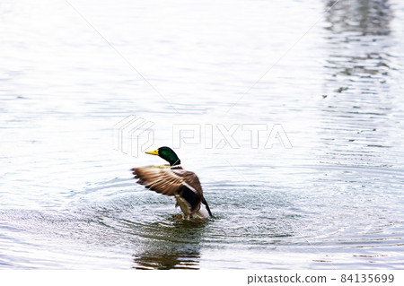 A mallard flapping on the surface of the water 84135699
