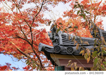Tsubosaka-dera autumn leaves 84136049