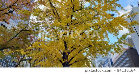 Osaka Midosuji line of ginkgo trees Osaka Midosuji line of ginkgo trees 84136164