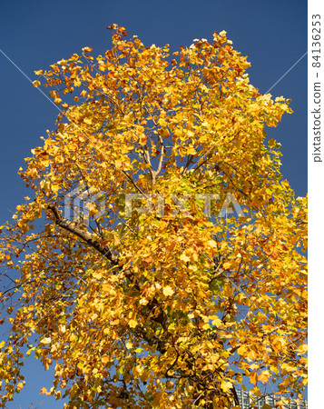 Yellow-leaved turpentin Yellow-leaved turpentin 84136253