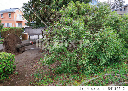 被大颱風連根拔起的危險公園中的樹木 84136542