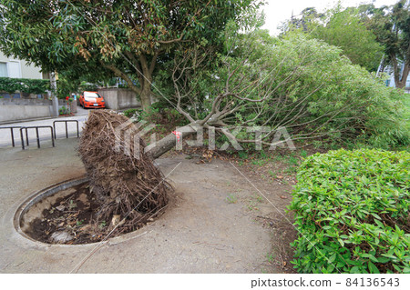 被大颱風連根拔起的危險公園中的樹木 被大颱風連根拔起的危險公園中的樹木 84136543