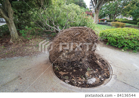 被大颱風連根拔起的危險公園中的樹木 被大颱風連根拔起的危險公園中的樹木 84136544