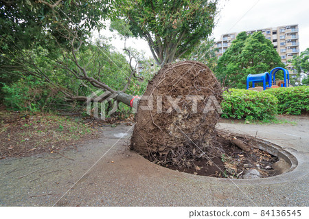 被大颱風連根拔起的危險公園中的樹木 84136545