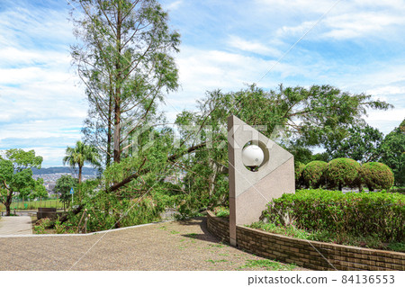 巨大的水杉因大颱風而倒下，處於危險狀態 84136553