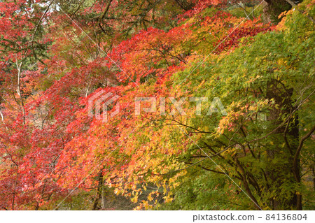 漸變秋天的樹葉 84136804