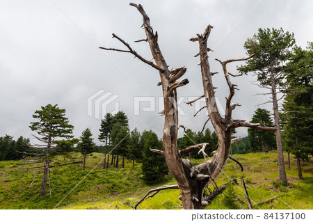 Mount Etna volcanic landscape and its typical vegetation, Sicily Mount Etna volcanic landscape and its typical vegetation, Sicily 84137100