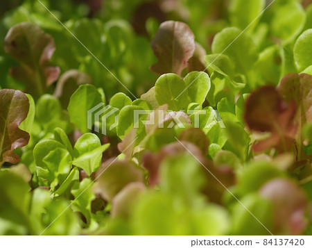 葉生菜 84137420