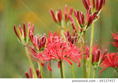 Cluster amaryllis 84137457