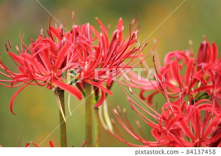 Cluster amaryllis 84137458