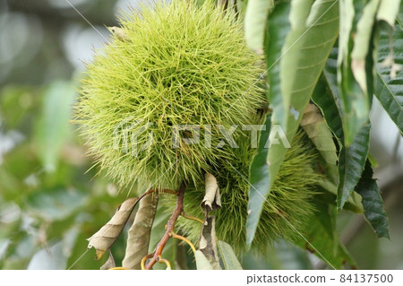藍栗子果實 藍栗子果實 84137500