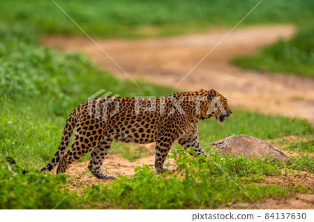 indian wild male leopard or panther full length side profile closeup in natural monsoon green on prowl or stroll during outdoor jungle safari at forest of central india - panthera pardus fusca indian wild male leopard or panther full length side profile closeup in natural monsoon green on prowl or stroll during outdoor jungle safari at forest of central india - panthera pardus fusca 84137630