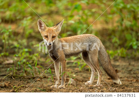 white footed fox or desert fox or vulpes vulpes pusilla portrait or closeup in natural monsoon green background at outdoor jungle safari at forest of rajasthan india 84137631