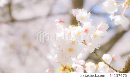 櫻花（柔焦） 84137670