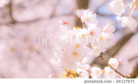 櫻花（柔焦） 84137671