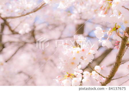 Cherry blossoms (soft focus) 84137675