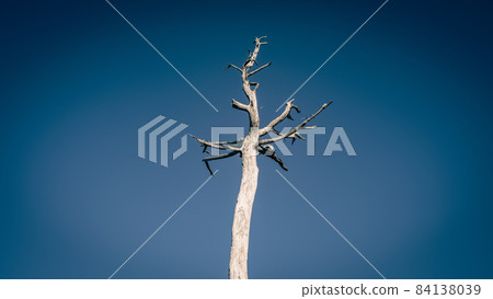 [Environment] A dead tree without leaves 84138039